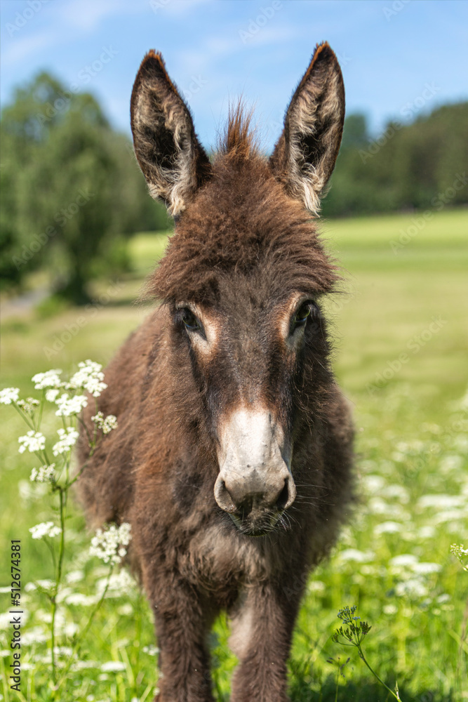 Portrait of a cute miniature donkey on a pasture in summer outdoors Portrait of a cute miniature donkey on a pasture in summer outdoors