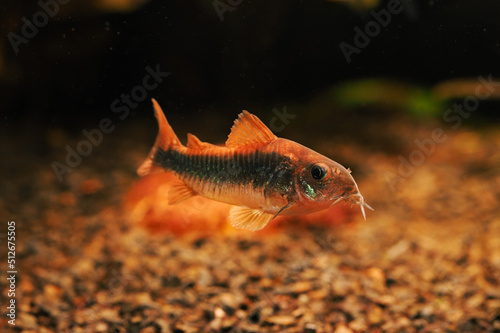 A panfish in the underwater. photo