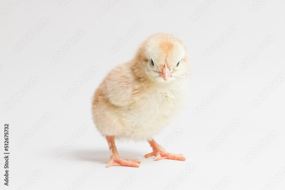 little yellow chicken stands on a white background
