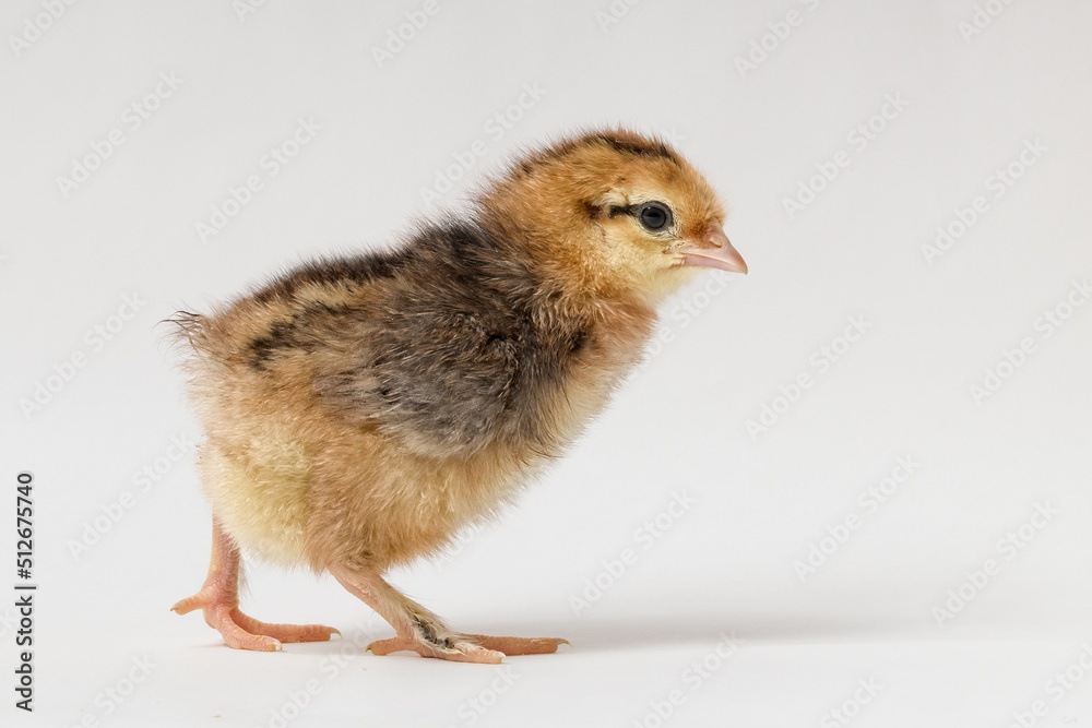 little chick walking on a white background