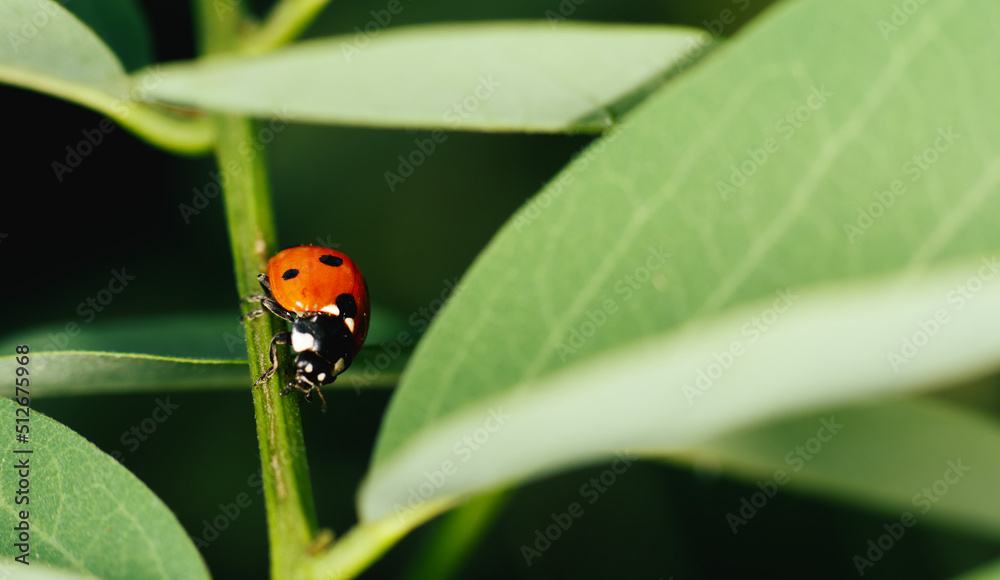 ladybird on a leaf ladybird on a leaf