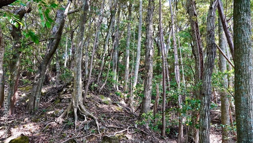 Fotografía 対馬にかつて存在した清水山城跡三ノ丸