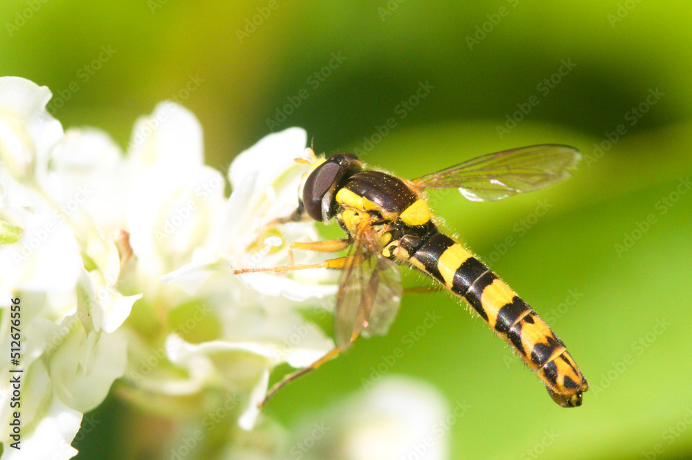 Long hoverfly on a white flower Long hoverfly on a white flower