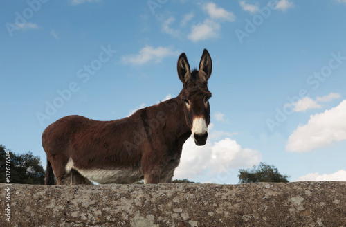 Curious cute donkey looking down at camera
