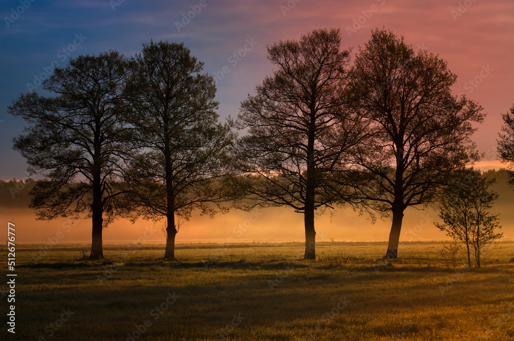 Trees on meadow in sunrise with foggy scene Trees on meadow in sunrise with foggy scene