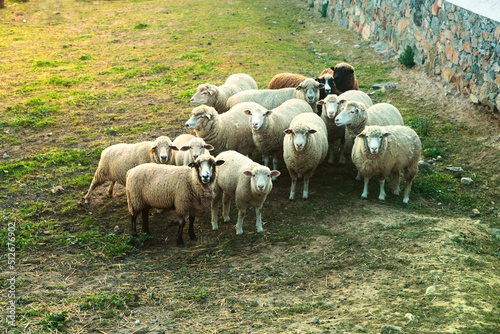 Herd of cute sheep looking at camera