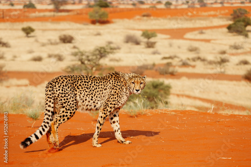 Large leopard in the Kalahari desert. Namibia.