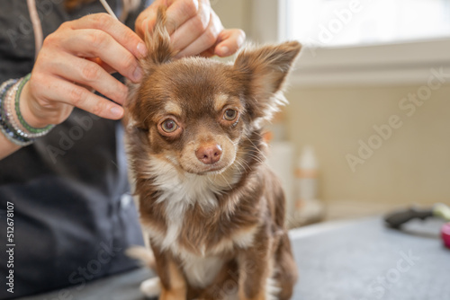 Vérification des oreilles d'un chihuahua chez le vétérinaire © Esta Webster