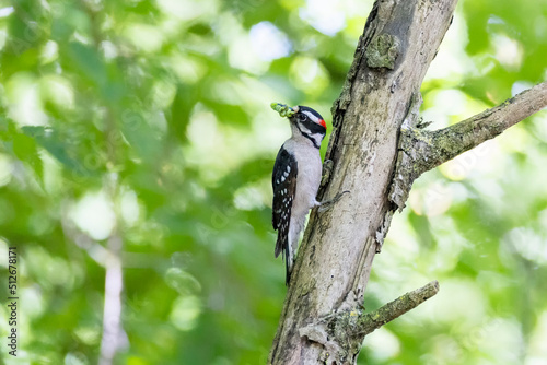 Downy woodpecker with worms