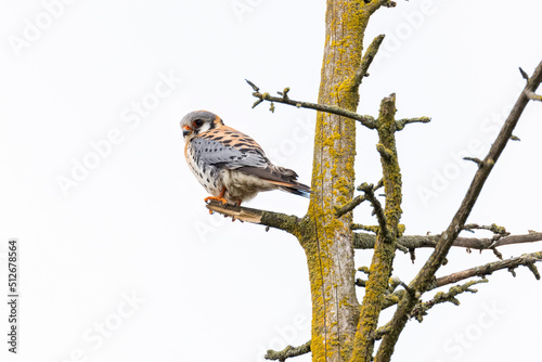 Bild auf Leinwand american kestrel bird