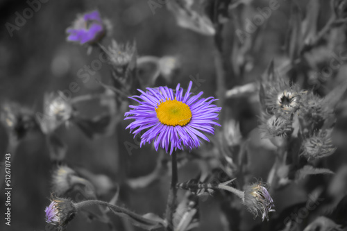 purple flower standing out