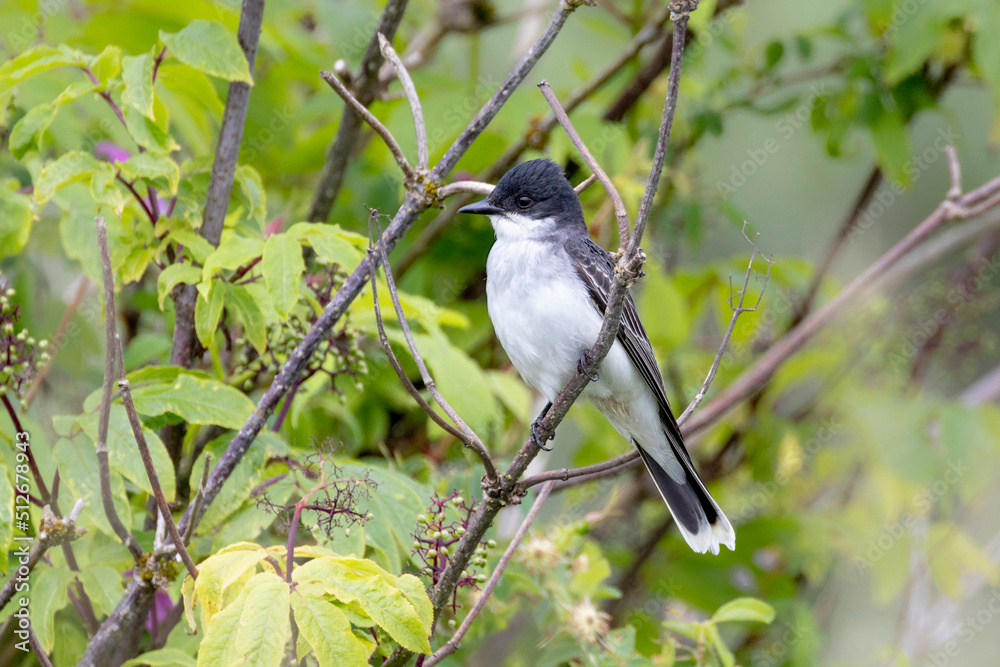Fototapeta premium Eastern kingbird bird
