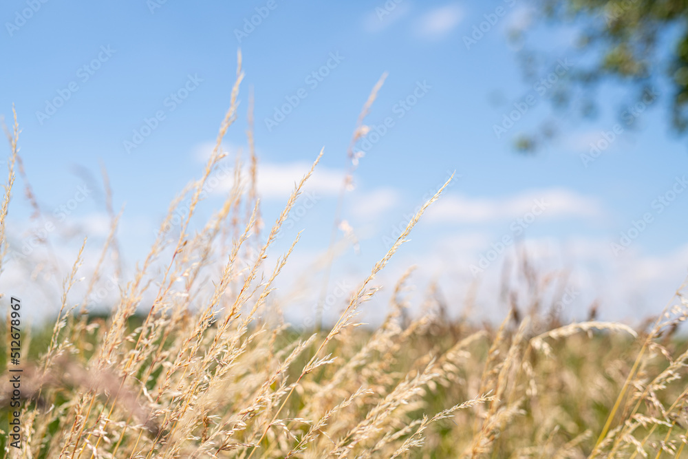Fototapeta premium Gräser am Feldrand während eines schönen Sommertags bei strahlendem Sonnenschein und blauem Himmel