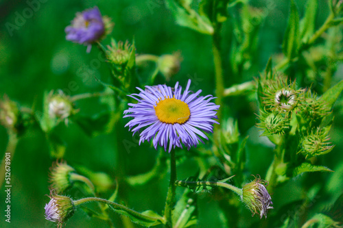 Cute purple flower in a field