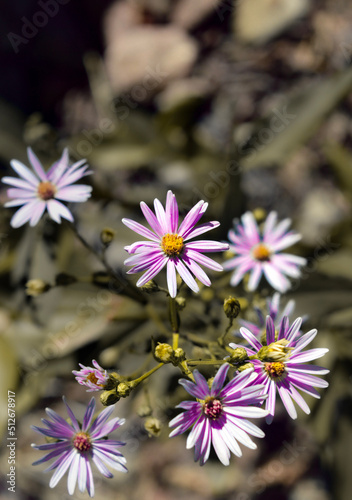 pink and white flowers