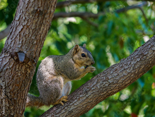 Squirrel in tree holding food with front paws and eating