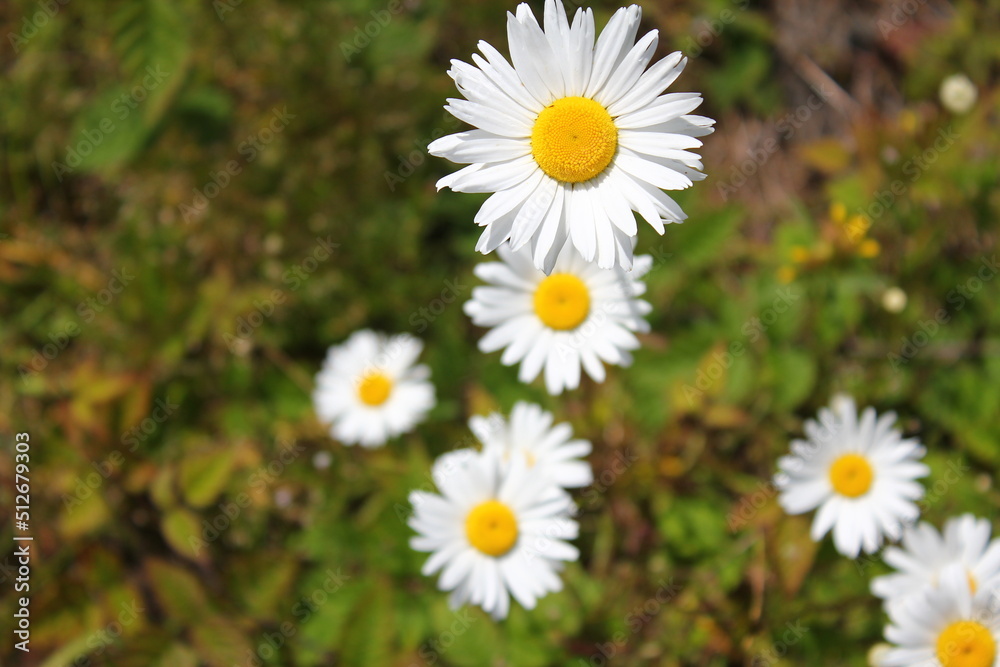 Aerial shot of white daisies and green grass in North America. Aerial shot of white daisies and green grass in North America.