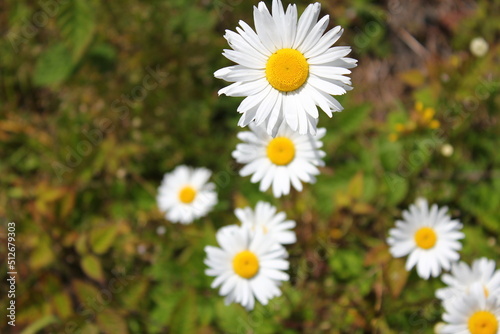 Aerial shot of white daisies and green grass in North America.