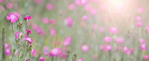 Pink rose campion flower field under summer sun bright light