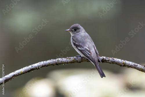 Western Wood Pewee