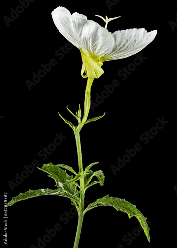White flower of Oenothera, isolated on black background