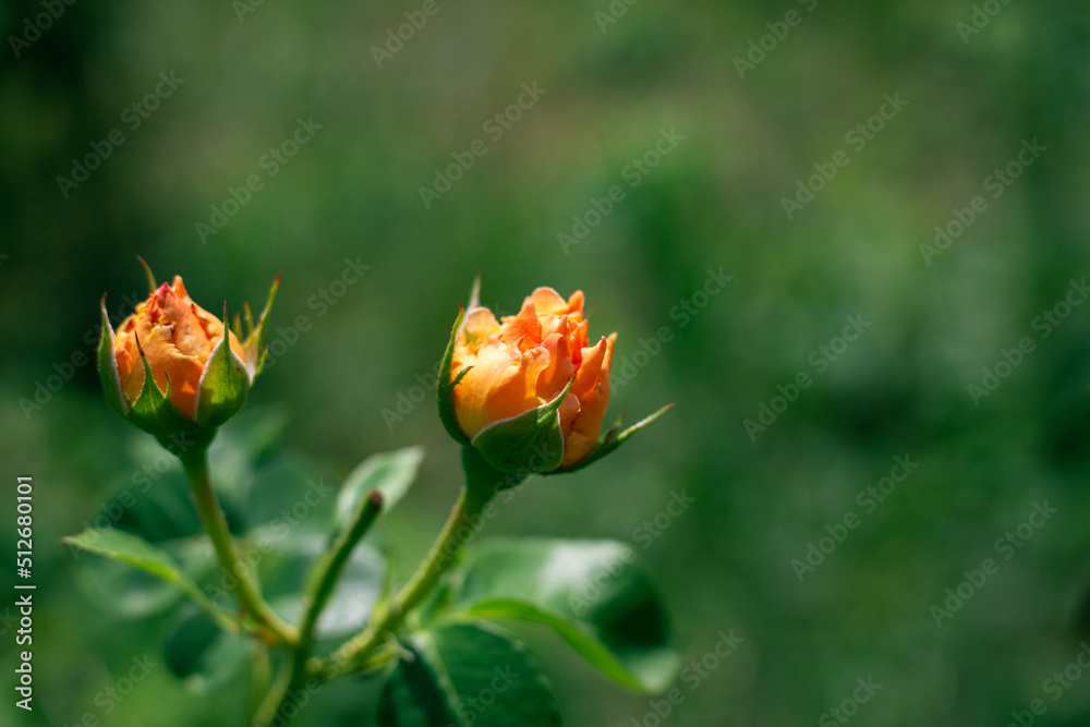 Orange small Tea hybrid rose buds on a dark green blurred grass background. copy space. Orange small Tea hybrid rose buds on a dark green blurred grass background. copy space.