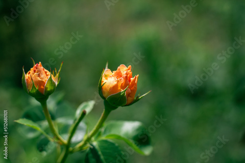Orange small Tea hybrid rose buds on a dark green blurred grass background. copy space.