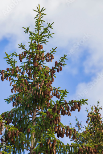 Beautiful view of top of pine tree with cones on branches against blue sky with white clouds. Sweden.