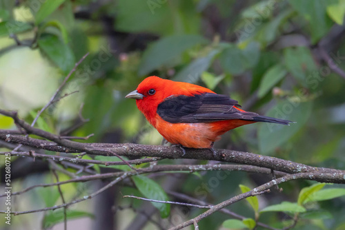 Scarlet Tanager bird © Feng Yu