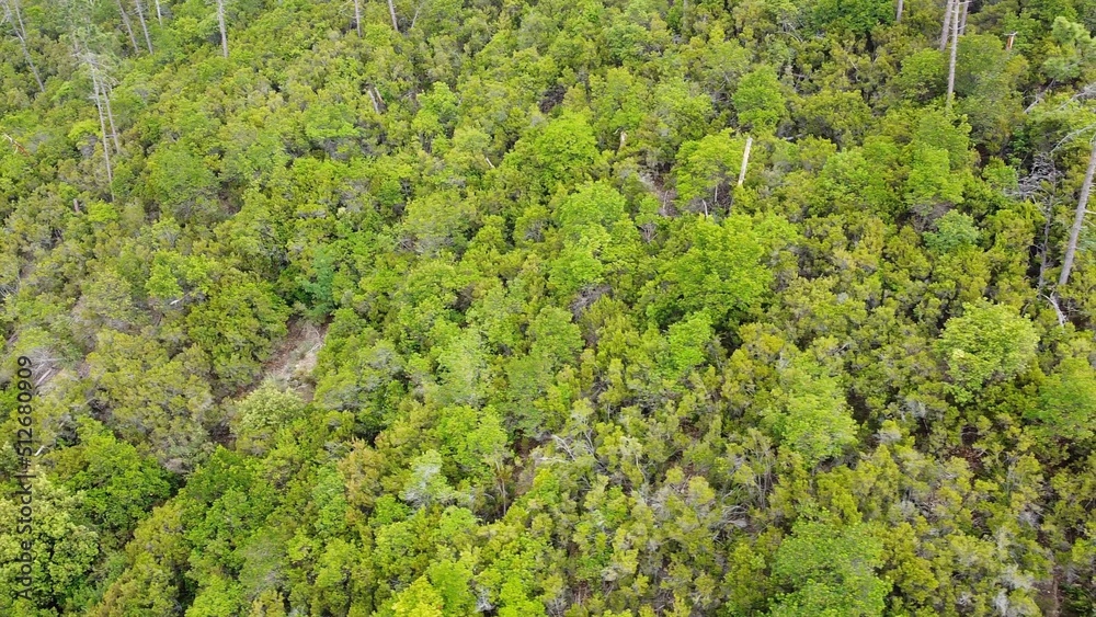 Framura Liguria Italy, drone view of dense mountain forest with maritime pines in unspoiled nature green woods typical of the Mediterranean and fire risk with terrestrial overheating global warming 