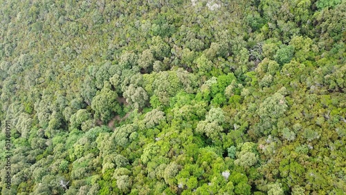 Framura Liguria Italy, drone view of dense mountain forest with maritime pines in unspoiled nature green woods typical of the Mediterranean and fire risk with terrestrial overheating global warming 