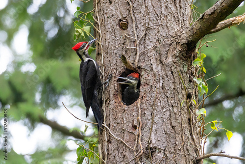 pileated woodpecker nest