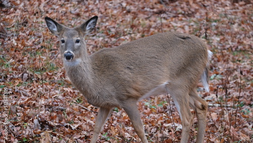 deer in the woods © Alec