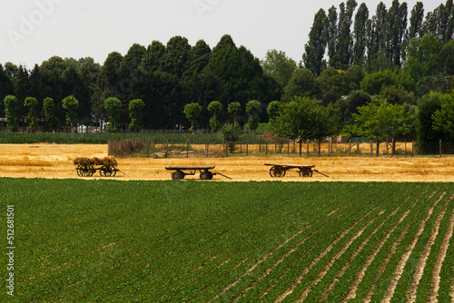 raccolto di grano con carretti photo