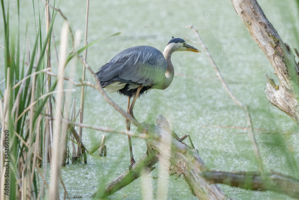 great blue heron is perched on a tree limb in the wetlands great blue heron is perched on a tree limb in the wetlands