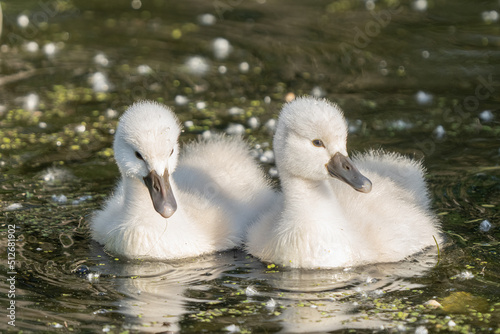 baby cygnet mute swan close up in the pond on a sunny day