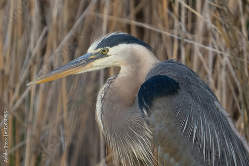 Fotografie, Obraz great blue heron gets a close up while in the shallows of the wetlands