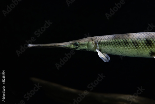 longnose gar fish gets a close up in an aquarium photo