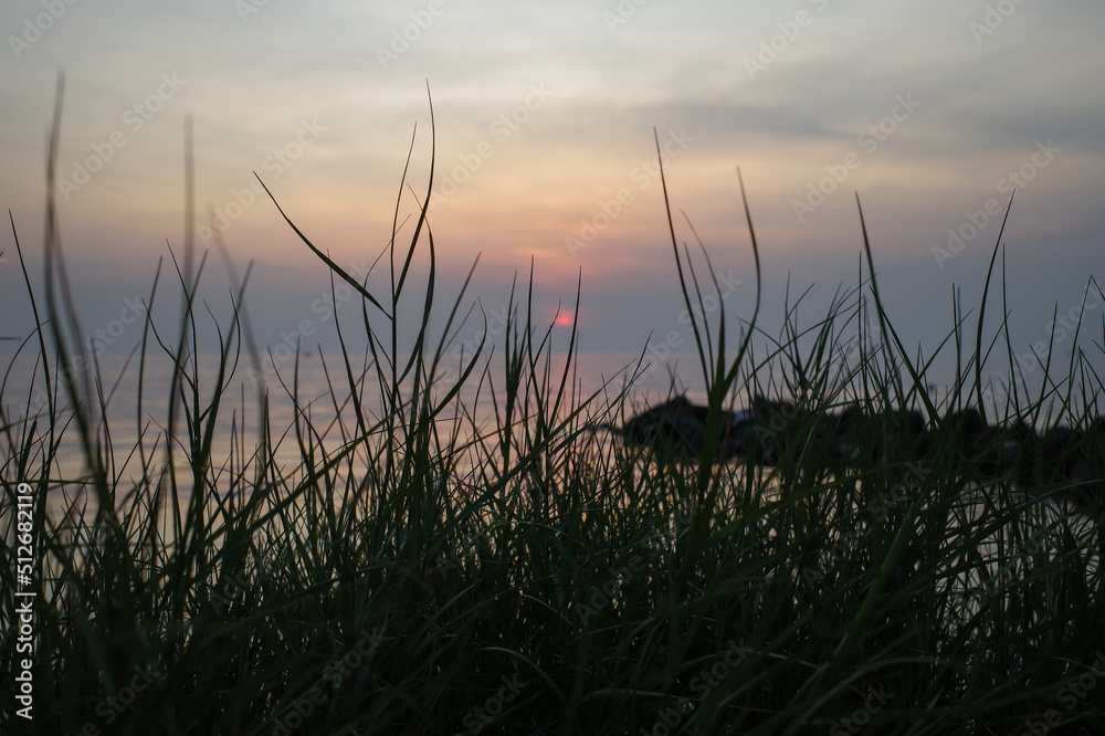 reeds at sunset reeds at sunset
