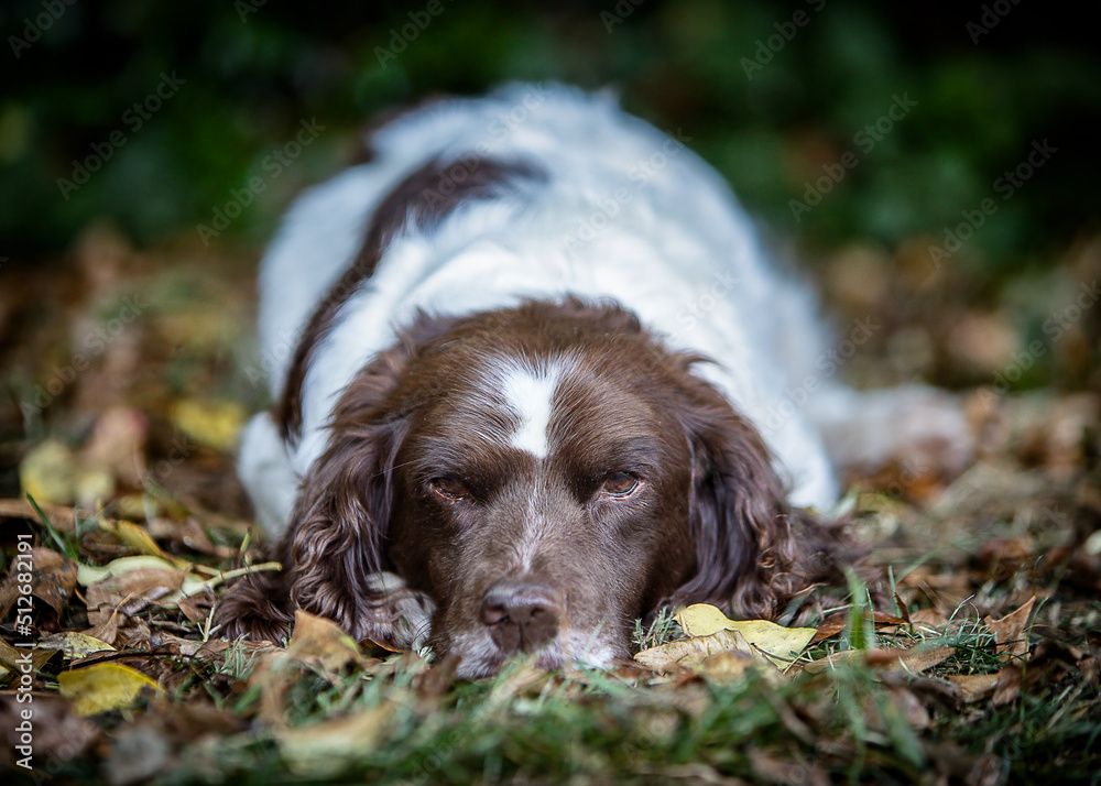 english springer spaniel english springer spaniel