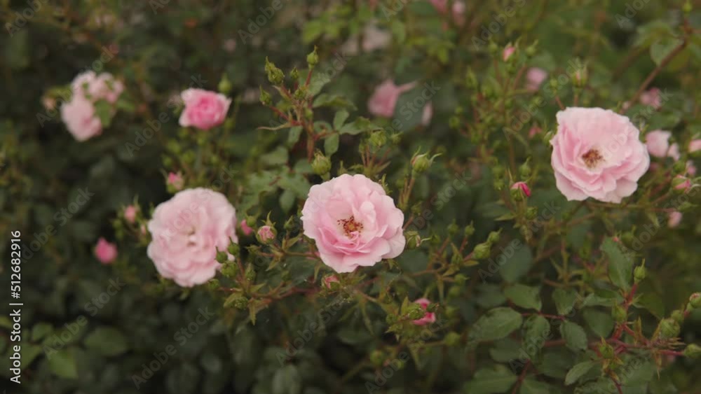 Inflorescence of pink roses on a bush in the city. Nature background. Inflorescence of pink roses on a bush in the city. Nature background.