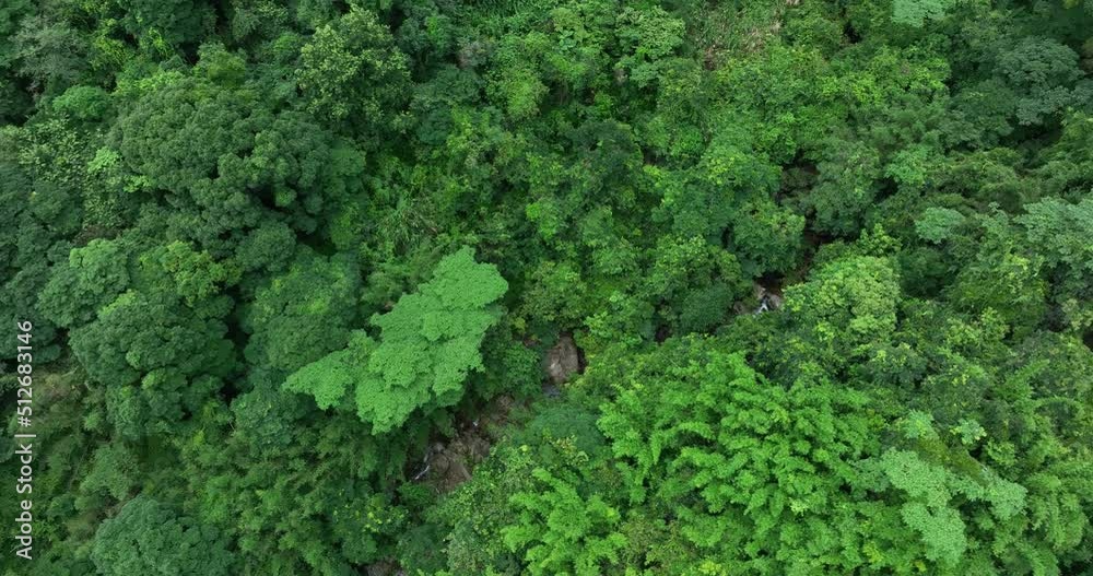 Beautiful lush green jungle with small creek and dense trees in tropical mountains on summer morning Beautiful lush green jungle with small creek and dense trees in tropical mountains on summer morning