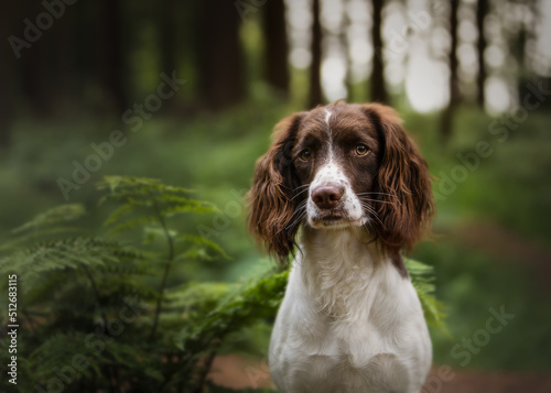 english springer spaniel dog