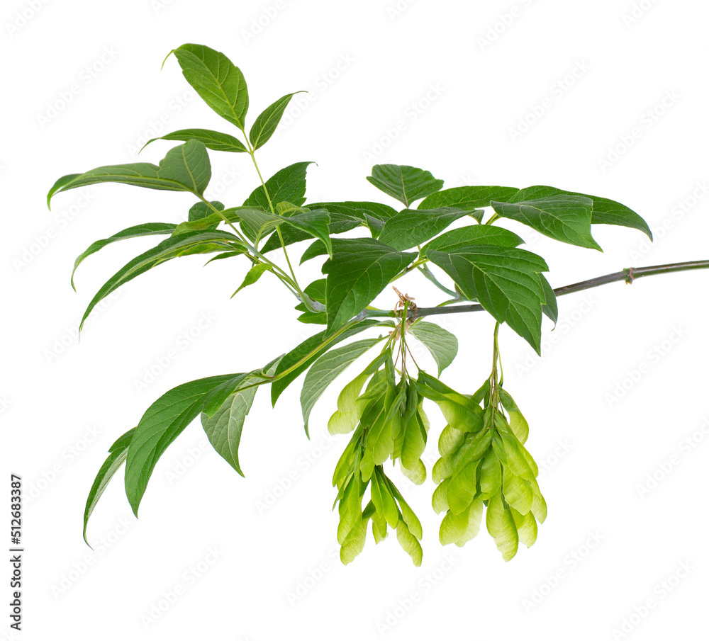 Ashleaf maple branch isolated on white background. Maple acer negundo leaves and seeds.