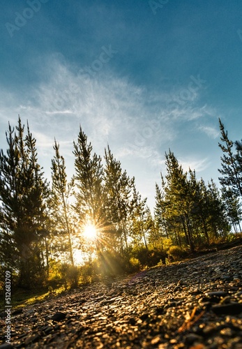 Fotografering panorámica vertical con vista desde el suelo al bosque y el cielo con rayos sola