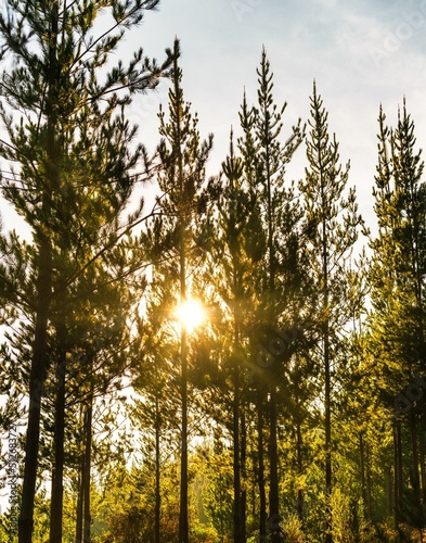 panorámica vertical de los arboles pinos del bosque con luz del sol detrás de ellos