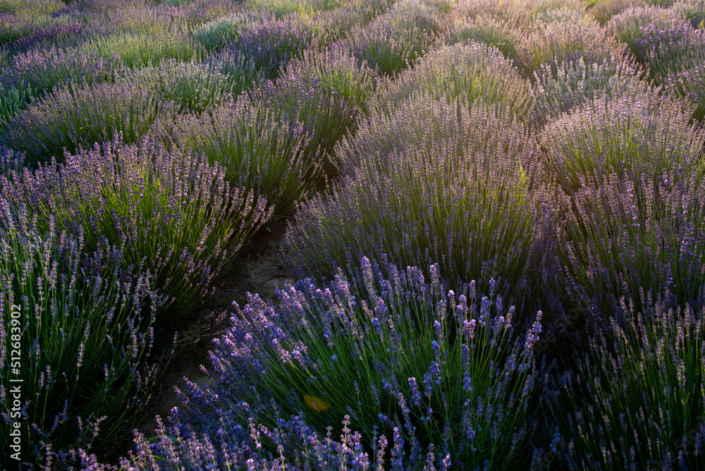 Field of lavender Field of lavender