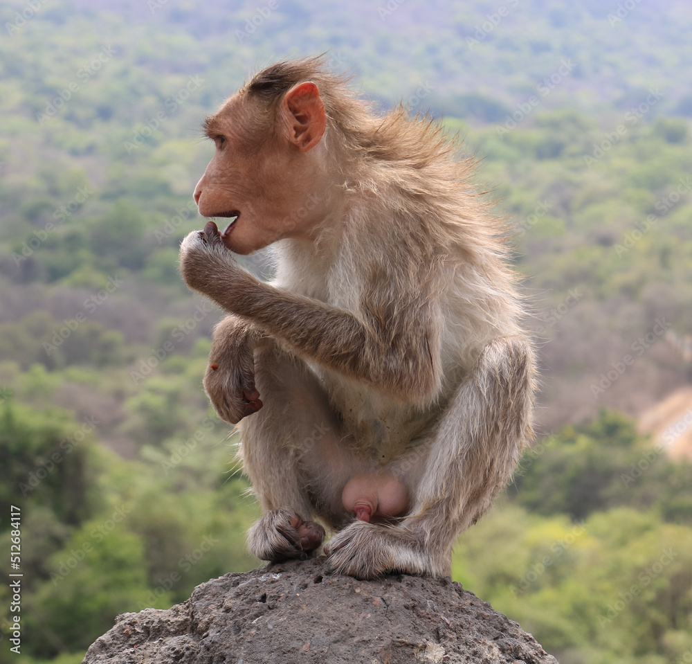 Naklejka premium A monkey sitting on the rock.