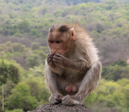 Monkey  © Ganesh