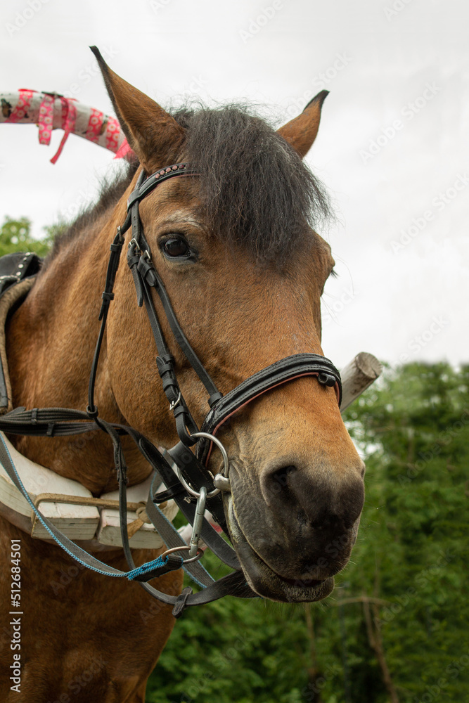 a horse for riding children against the background of nature